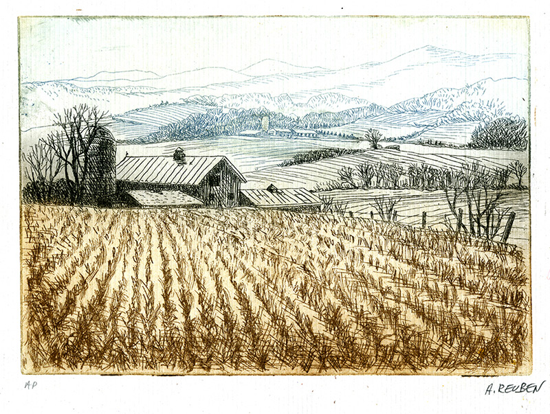 Corn field in winter